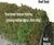 Enviromat sedum green roof kit for pitched roofs 3