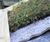Enviromat sedum green roof kit for pitched roofs 2