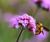 Meadowmat Cottage Garden - wildflower matting 3