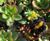 Enviromat® - sedum matting for extensive green roofs 8