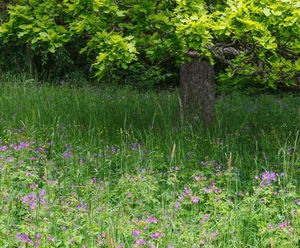 Meadowmat® Woodland Shade - wildflower matting