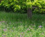 Meadowmat® Woodland Shade - wildflower matting