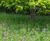 Meadowmat® Woodland Shade - wildflower matting 0