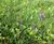 Meadowmat® Woodland Shade - wildflower matting 1