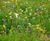 Meadowmat - wildflower turf for green roofs 1