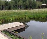 Low maintenance wildlife garden in Norfolk - on this page