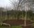 Low maintenance wildlife garden in Norfolk 3