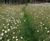 Low maintenance wildlife garden in Norfolk 5