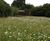 Low maintenance wildlife garden in Norfolk 6