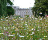 Wildflowers brighten one of London's Royal Parks - on this page
