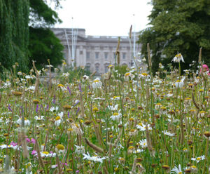 Wildflowers brighten one of London's Royal Parks