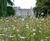 Wildflowers brighten one of London's Royal Parks 0