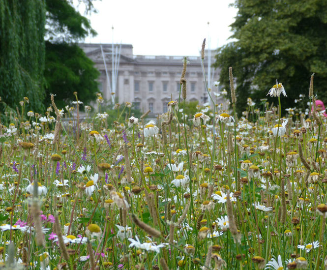Wildflowers brighten one of London's Royal Parks