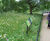 Wildflowers brighten one of London's Royal Parks 1