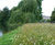 Wildflowers brighten one of London's Royal Parks 2