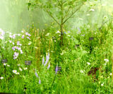 Meadowmat wildflowers for award-winning garden society - on this page