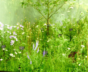 Meadowmat wildflowers for award-winning garden society