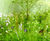 Meadowmat wildflowers for award-winning garden society 0