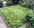 Wildlife-friendly alternative lawn in back garden 1