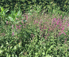 Wildlife-friendly alternative lawn in back garden
