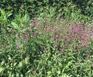 Wildlife-friendly alternative lawn in back garden
