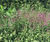 Wildlife-friendly alternative lawn in back garden 0