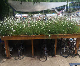 Wildflower green roof for cycle shed