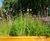 Wildflower green roof for cycle shed 3