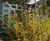 Wildflower green roof for cycle shed 4