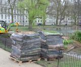 Meadowmat wildflowers installed in London's Royal Parks - on this page