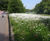 Meadowmat wildflowers installed in London's Royal Parks 7