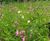 Harrowden Meadowmat in winning show garden at Gardening Scotland 2