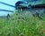 Harrowden Meadowmat in winning show garden at Gardening Scotland 3