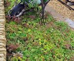Enviromat sedum ground mat kit