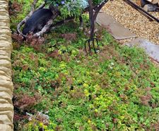 Enviromat sedum ground mat kit