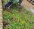 Enviromat sedum ground mat kit 0