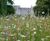 MeadowMat Traditional - wildflower matting 3