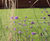 Harrowden turf helps create exceptional private garden 7