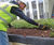 Meadowmat - wildflower turf for green roofs 2