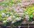 Enviromat - natural feed for sedum green roofs 2