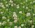 Meadowmat Species Rich Lawn - hardwearing, pollinator-friendly turf 3