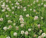 Meadowmat Species Rich Lawn - hardwearing, pollinator-friendly turf