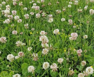 Meadowmat Species Rich Lawn - hardwearing, pollinator-friendly turf