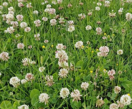 Meadowmat Species Rich Lawn - hardwearing, pollinator-friendly turf