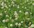 Meadowmat Species Rich Lawn - hardwearing, pollinator-friendly turf 0