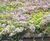 Enviromat® - sedum matting for extensive green roofs 7