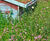 MeadowMat Traditional - wildflower matting 4