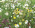 MeadowMat Traditional - wildflower matting 2