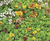 Enviromat sedum ground mat kit 3