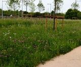 Meadowmat for SuDS and Slopes - wildflower matting - on this page